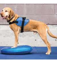 FitPAWS Balance-Scheibe für Haustiere 36 cm Blau