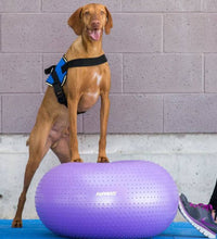 FitPAWS Fitnessball für Hunde TRAX Donut 55 cm Lila