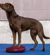 FitPAWS Balance-Scheibe für Haustiere 36 cm Razzleberry