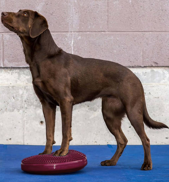 FitPAWS Balance-Scheibe für Haustiere 36 cm Razzleberry