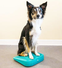 FitPAWS Balance-Rampe für Hautiere 35x35x7 cm Blau