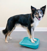 FitPAWS Balance-Rampe für Hautiere 35x35x7 cm Blau