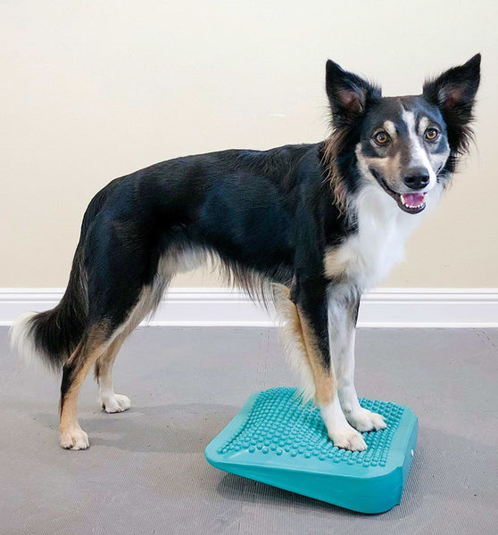 FitPAWS Balance-Rampe für Hautiere 35x35x7 cm Blau