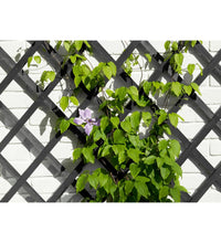 Garten-Rankgitter 50x150 cm Holz Anthrazit